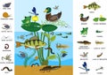 Ecosystem of pond. Diverse inhabitants of pond fish, amphibian, leech, insects and bird in their natural habitat. Royalty Free Stock Photo